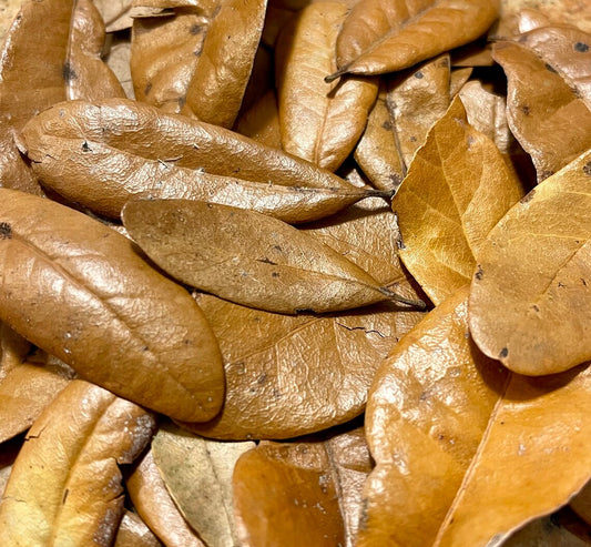 Leaf Litter For Springtail & Isopods | Frogs | Vivariums | Pet Bedding | The Critters Cave