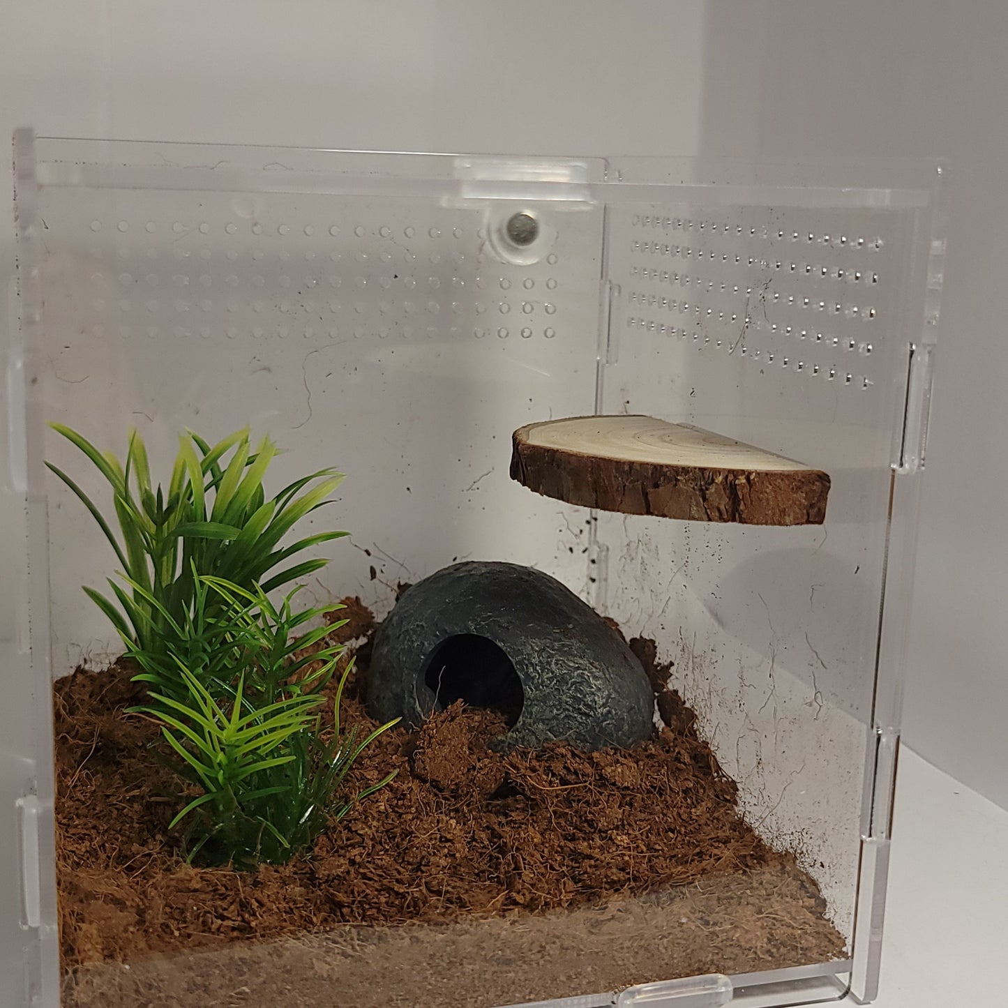 Magnetic Arboreal Ledge |The Critters Cave