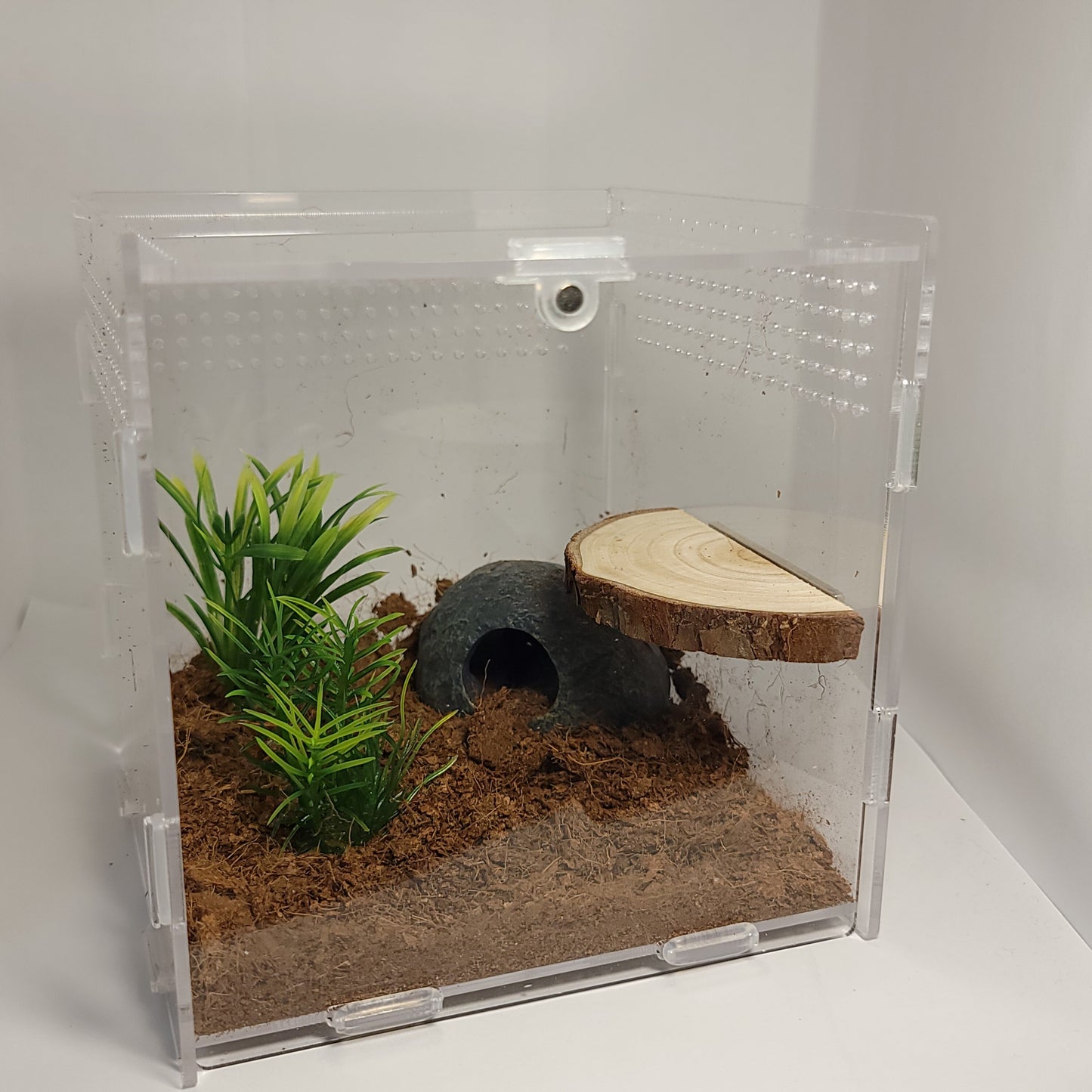 Magnetic Arboreal Ledge |The Critters Cave