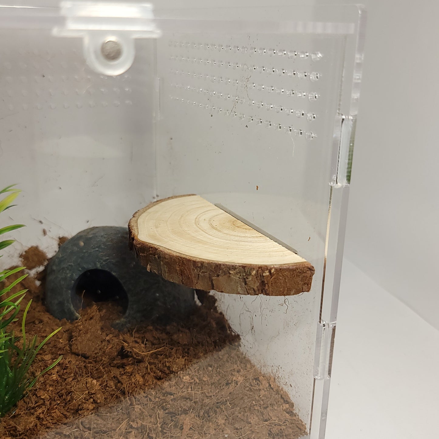 Magnetic Arboreal Ledge |The Critters Cave