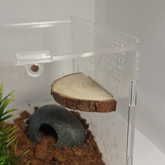 Arboreal Magnetic ledge. jumping spiders, geckos, tarantulas, preying mantis, mantid, invertebrates