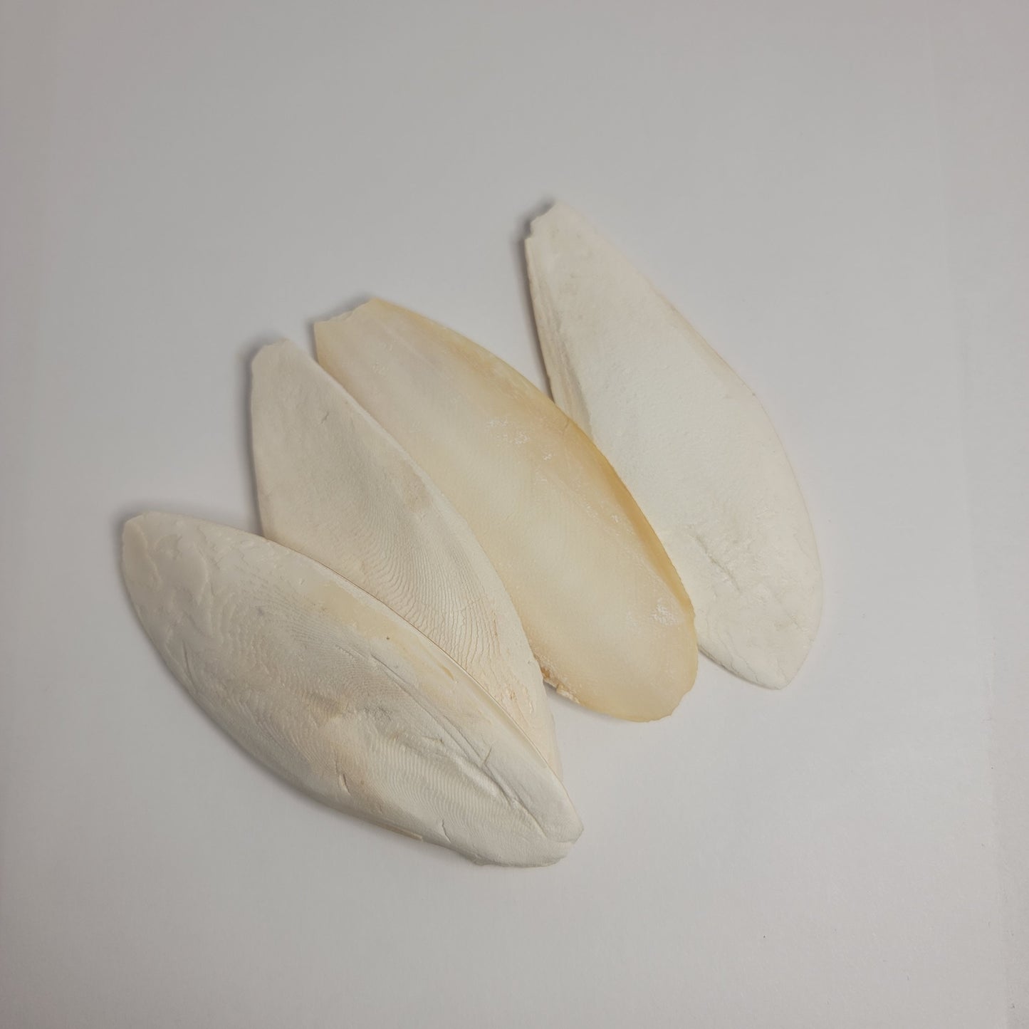 Cuttlebone 5 pack | Food For Hermit Crabs, Isopods, Shrimp, Turtles, Birds. | The Critters Cave