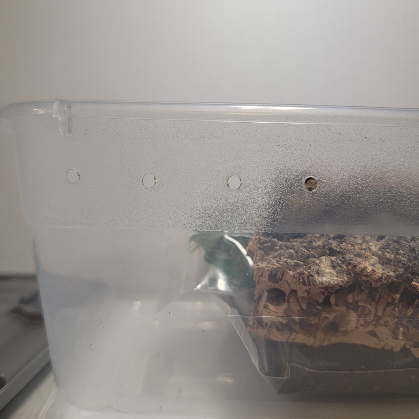 Isopod And Springtail Culture Starter Kit | 2 Different Sizes | 12"x7"/16"X13" | 6 QT/15QT | Enclosure | The Critters Cave