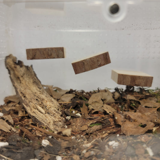 Small Magnetic Arboreal ledges | 4 Pack | Jumping Spider Ledges