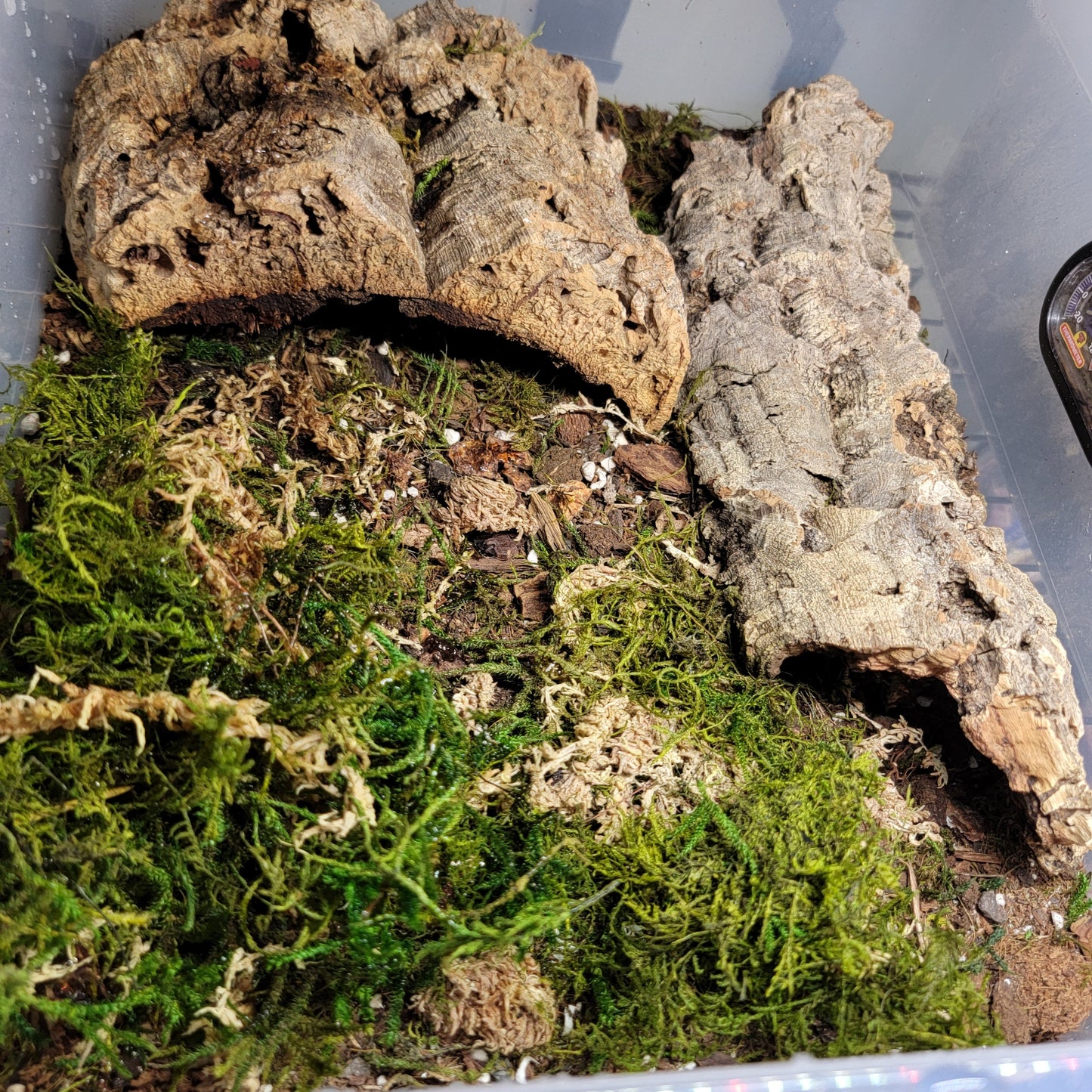 Isopod And Springtail Culture Starter Kit | 2 Different Sizes | 12"x7"/16"X13" | 6 QT/15QT | Enclosure | The Critters Cave