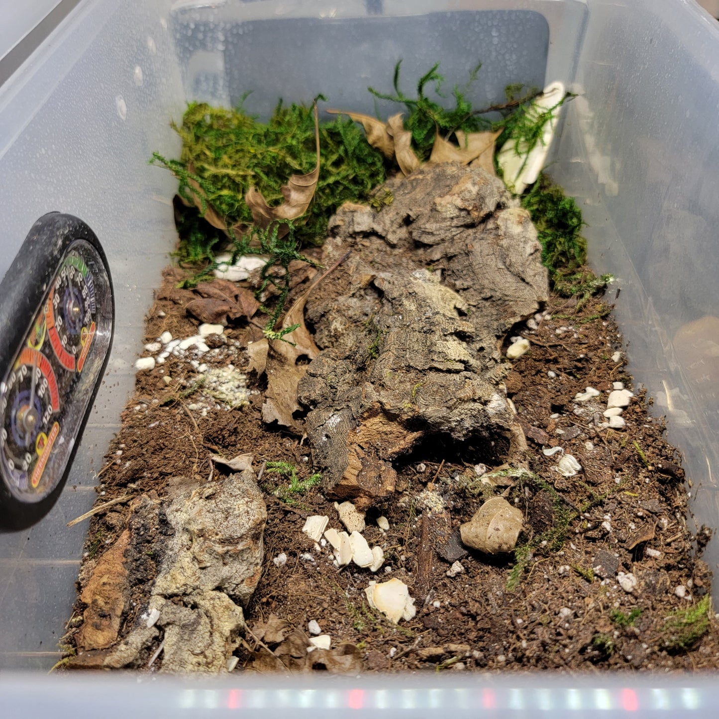 Isopod And Springtail Culture Starter Kit | 2 Different Sizes | 12"x7"/16"X13" | 6 QT/15QT | Enclosure | The Critters Cave