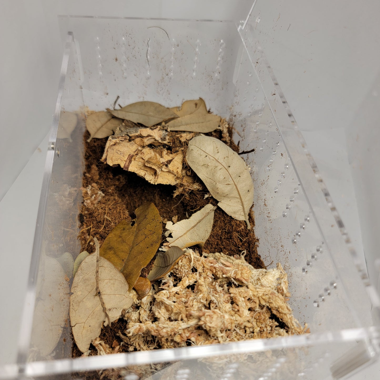 Top Opening Terrestrial Kit | Enclosure Kit For Tarantula | Baby Spiders | Millipede | Centipede | Isopods | The Critters Cave